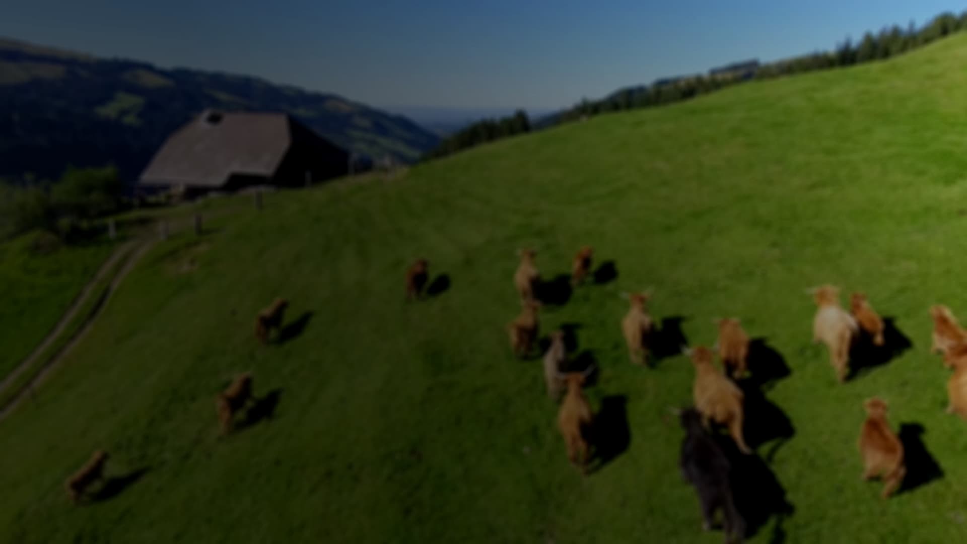 Eine Herde Schottischer Hochlandrinder auf der Alp Horner's HĂŒrli